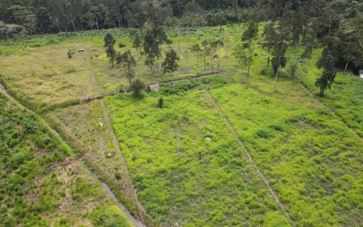 Green Caribbean Land
